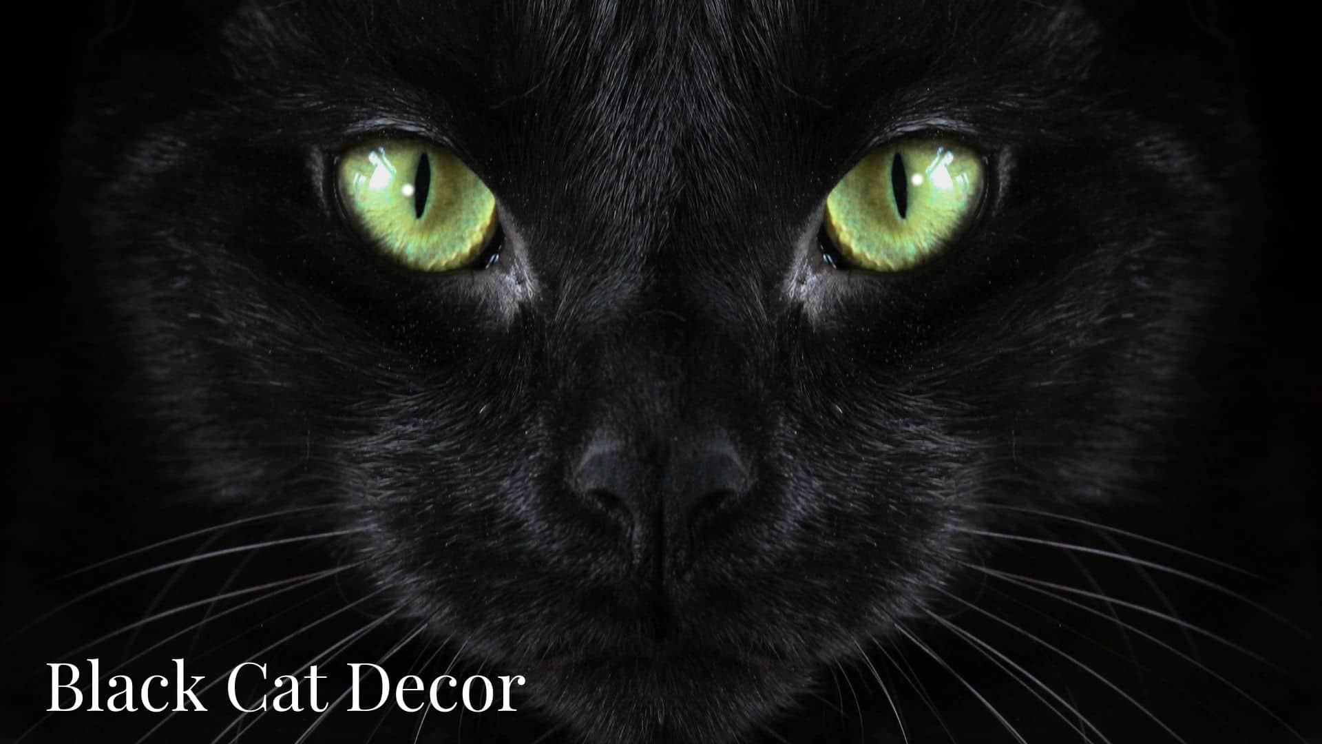 Black Cat Decor - Bluebombay.com