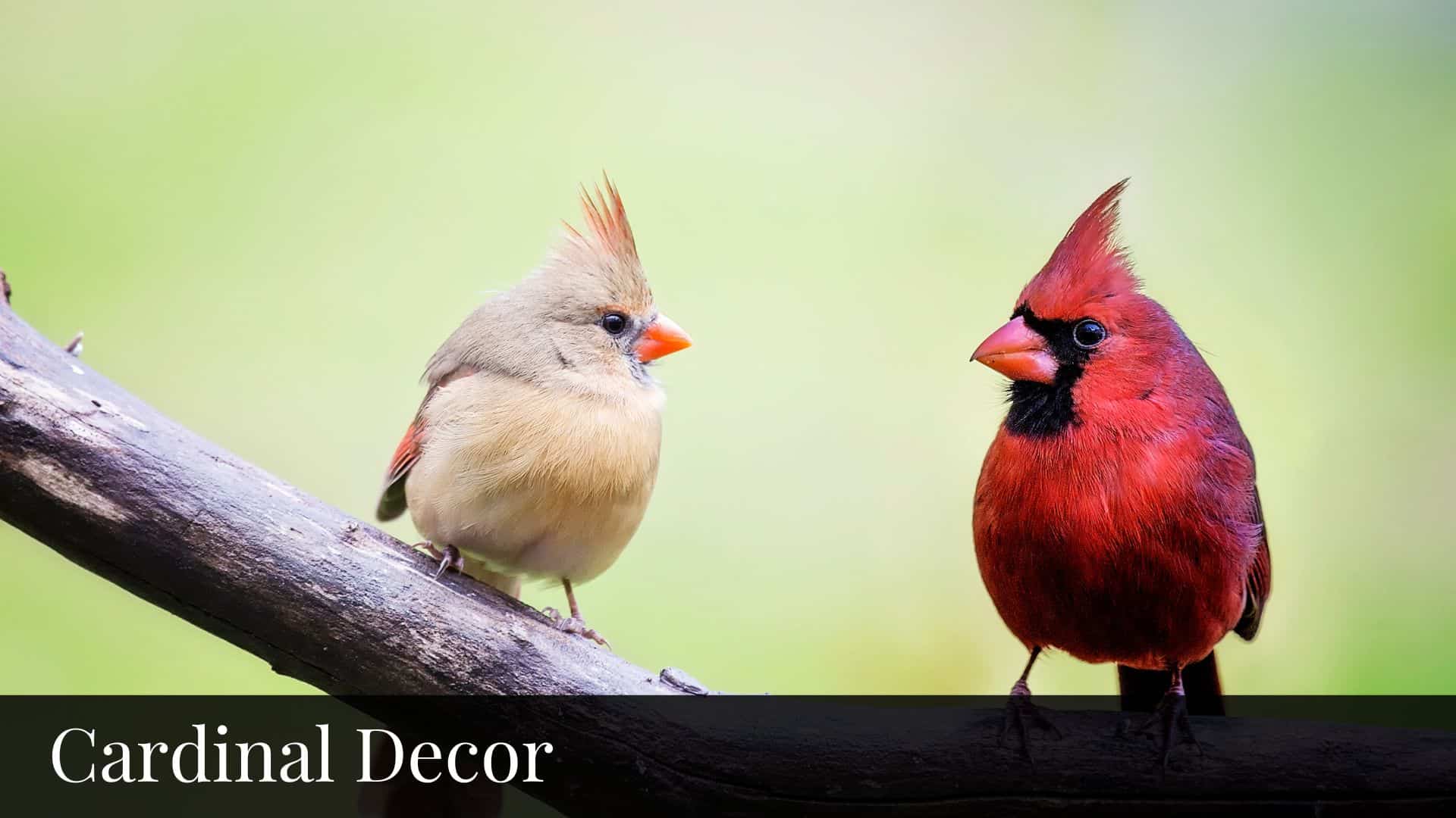 Cardinal Decor - Bluebombay.com