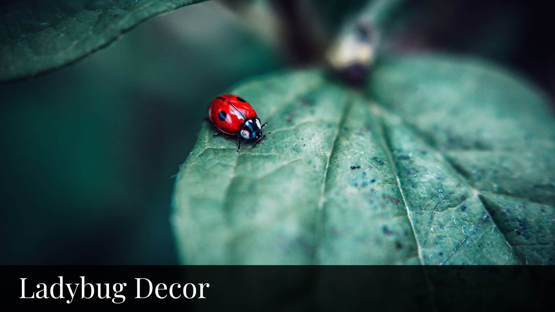 Ladybug Decor - Bluebombay.com